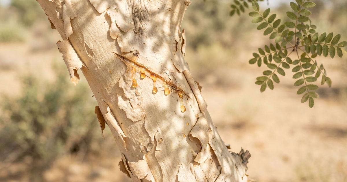 Illustration showing the Boswellia serrata tree and its resin used in traditional Ayurvedic medicine for inflammatory conditions